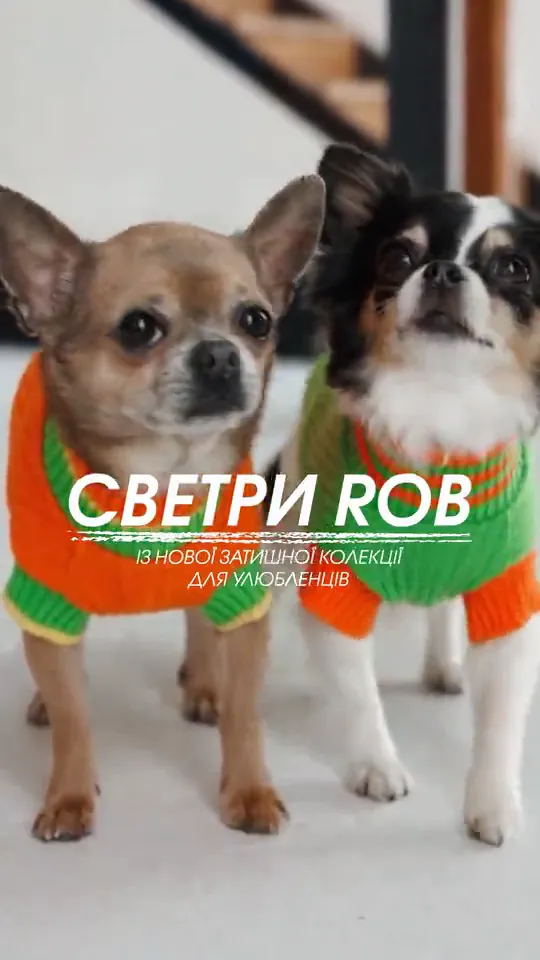 Pet Fashion