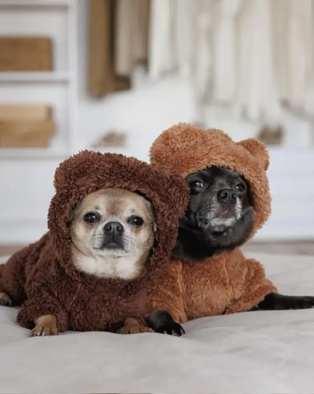 Pet Fashion