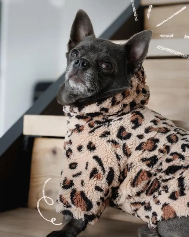 Pet Fashion